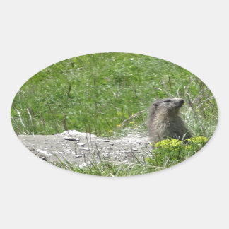 marmottes ovalt klistermärke
