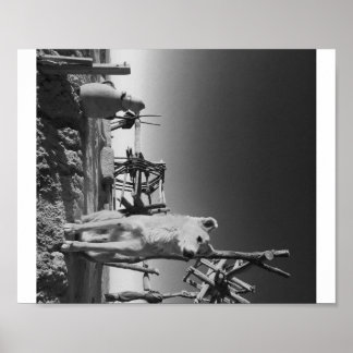 Marockansk Hund Poster