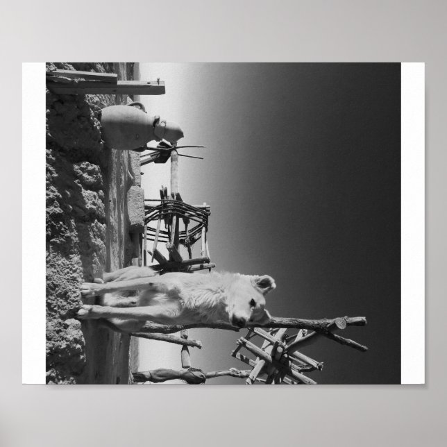 Marockansk Hund Poster (Framsidan)