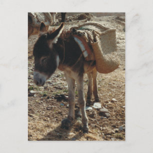 Marocko Mule Postcard Vykort