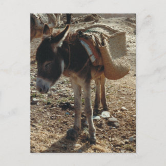 Marocko Mule Postcard Vykort