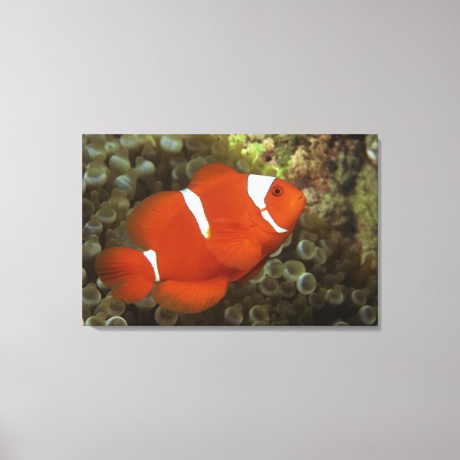 Maronclownfish with sea anemone canvastryck (Framsida)
