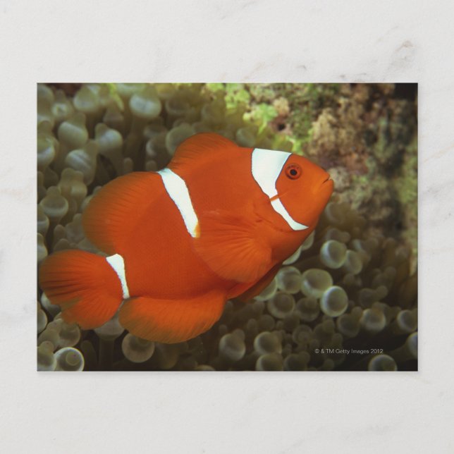 Maronclownfish with sea anemone vykort (Framsida)