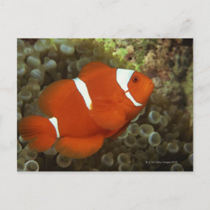 Maronclownfish with sea anemone vykort