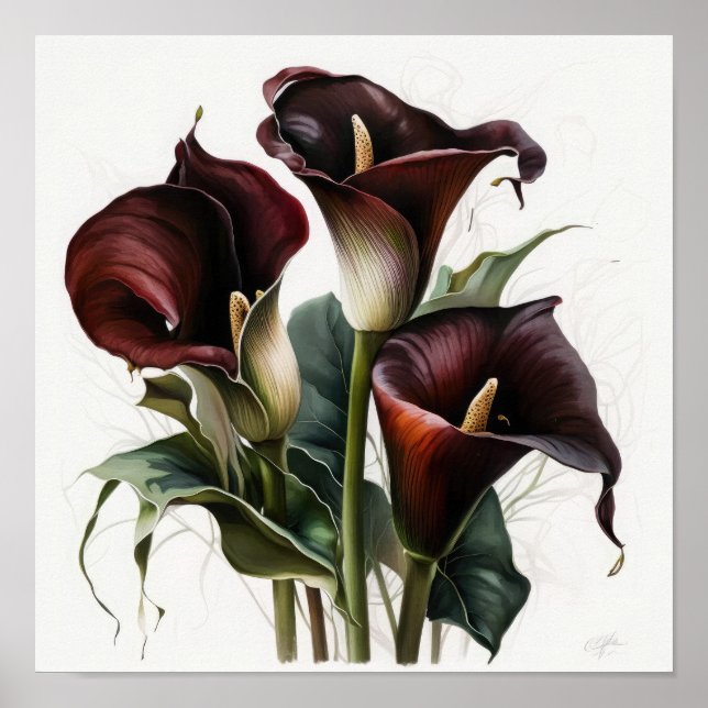 Maroon Calla Lilies Lily Flower Art Print Poster (Framsidan)