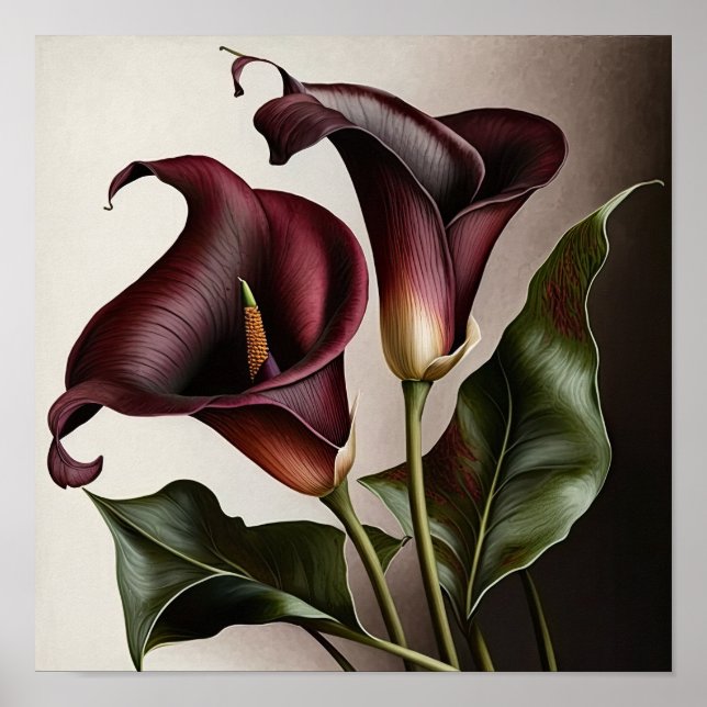 Maroon Calla Lilies Lily Flower Art Print Poster (Framsidan)