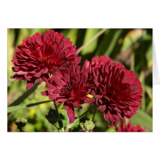 Maroon Chrysanthemums Hälsningskort (Framsidan Horizontal)