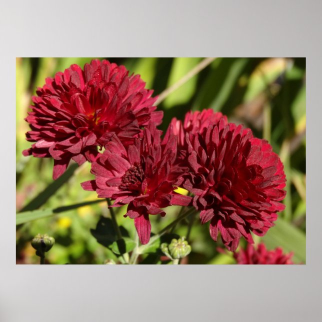 Maroon Chrysanthemums Poster (Framsidan)