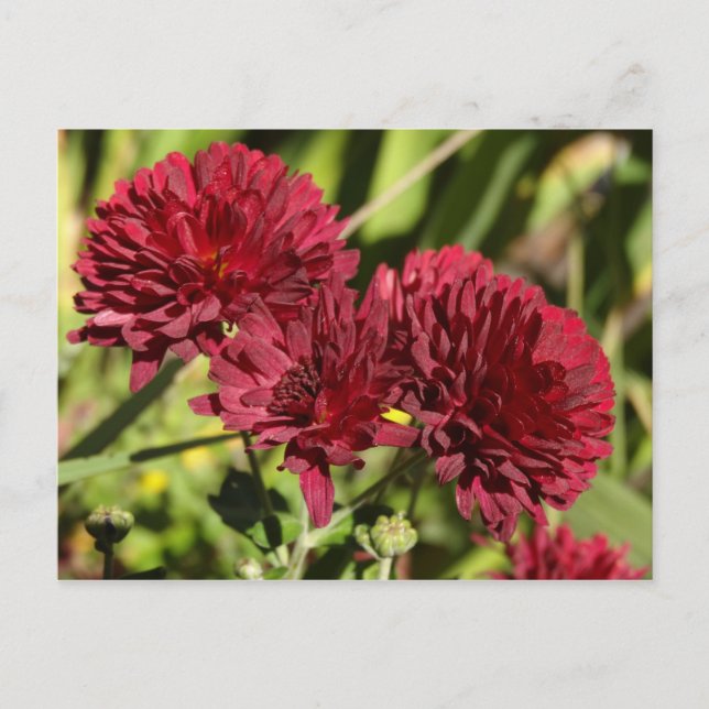 Maroon Chrysanthemums Vykort (Framsida)