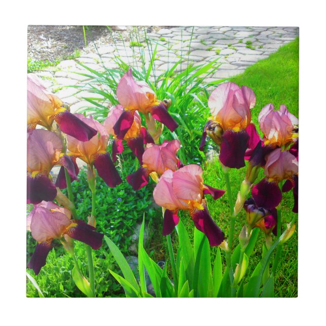 Maroon Iris Flower Patch Kakelplatta (Framsidan)