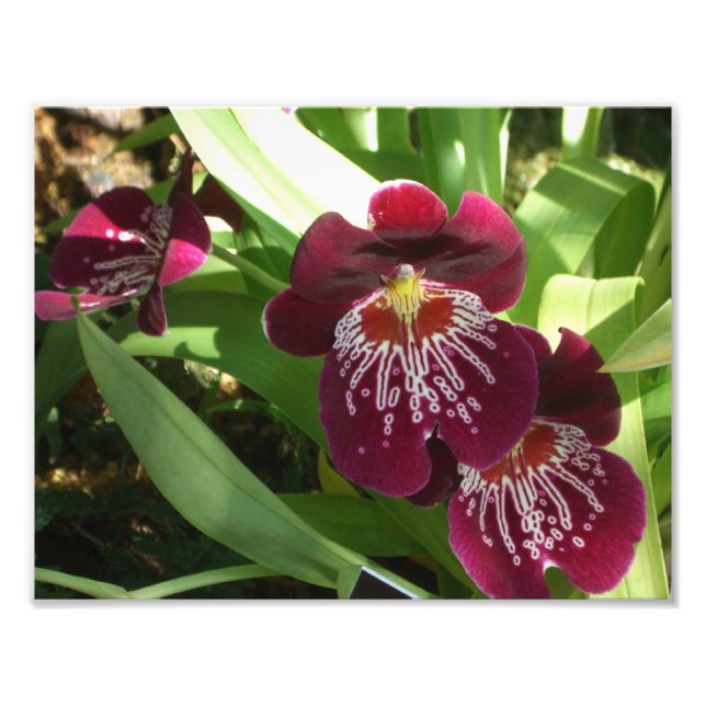 Maroon Orchids II Elegant Blommigt Fototryck (Framsidan)