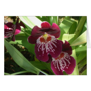 Maroon Orchids II Elegant Blommigt Hälsningskort