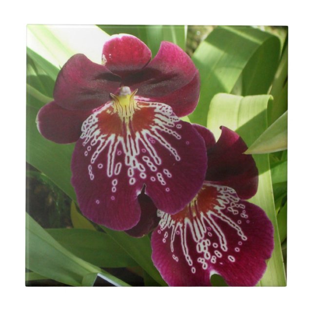 Maroon Orchids II Elegant Blommigt Kakelplatta (Framsidan)