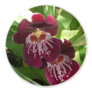 Maroon Orchids II Elegant Blommigt Knopp