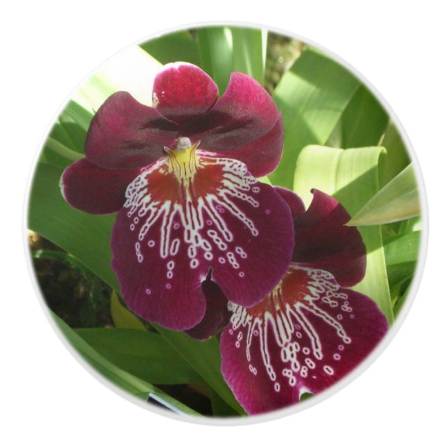 Maroon Orchids II Elegant Blommigt Knopp (Framsidan)