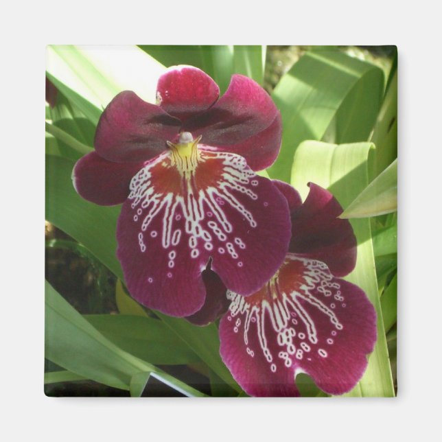 Maroon Orchids II Elegant Blommigt Magnet (Framsidan)