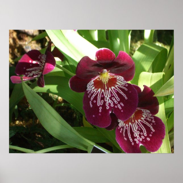 Maroon Orchids II Elegant Blommigt Poster (Framsidan)