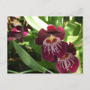 Maroon Orchids II Elegant Blommigt Vykort