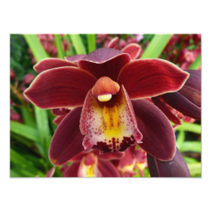 Maroon Orchids Jag vackra Red Blommigt Fototryck