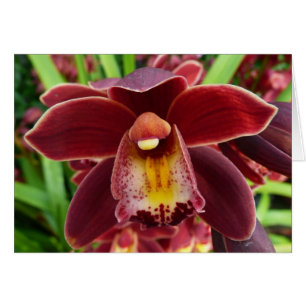 Maroon Orchids Jag vackra Red Blommigt Hälsningskort