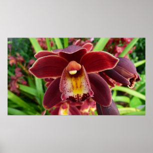 Maroon Orchids Jag vackra Red Blommigt Poster