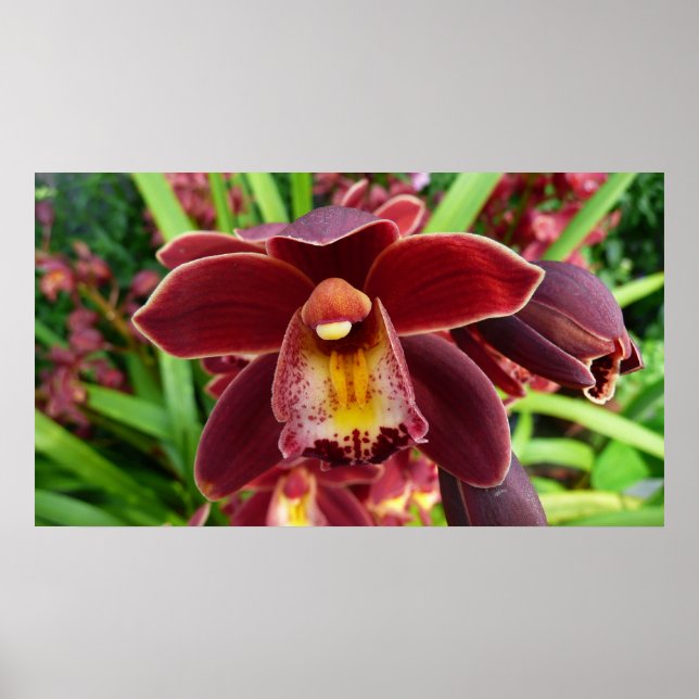 Maroon Orchids Jag vackra Red Blommigt Poster (Framsidan)