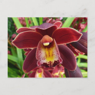 Maroon Orchids Jag vackra Red Blommigt Vykort