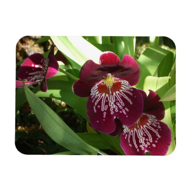 Maroon Orkidéer II Elegant Blomma Magnet (Horisontell)