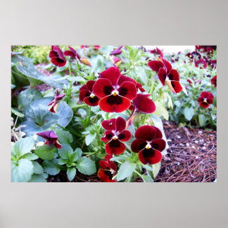 Maroon Pansies Poster