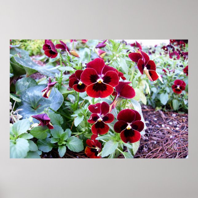 Maroon Pansies Poster (Framsidan)