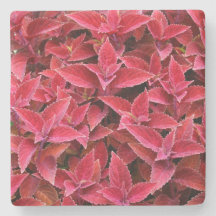 Maroon Red Coleus Struktur, Stone Underlägg