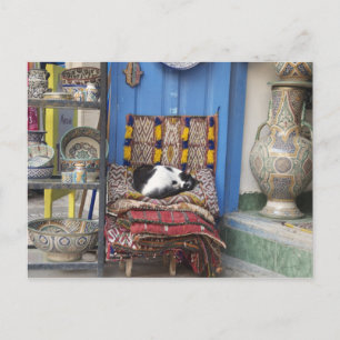 Marrakesh Cat Vykort