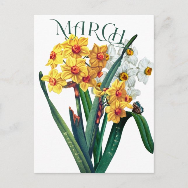 Mars blommor Jonquil Narciss Fancy vykort (Framsida)