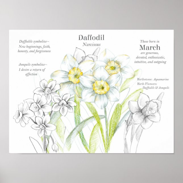 Mars födelsedag Daffodils Födelsemånad - blomma Poster (Framsidan)