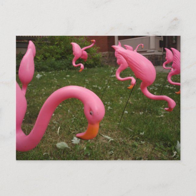 Mars för det Rosa Flamingos-vykortet Vykort (Framsida)