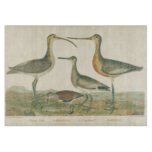 Marsh Bird Curlew Snipe Birding