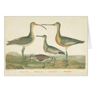 Marsh Bird Curlew Snipe Birding Hälsningskort