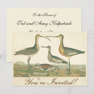Marsh Bird Curlew Snipe Birding Inbjudningar