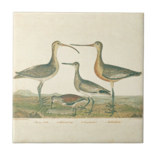 Marsh Bird Curlew Snipe Birding Kakelplatta