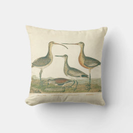 Marsh Bird Curlew Snipe Birding Kudde