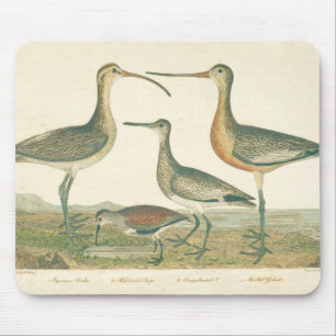 Marsh Bird Curlew Snipe Birding Musmatta