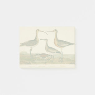 Marsh Bird Curlew Snipe Birding Post-it Block