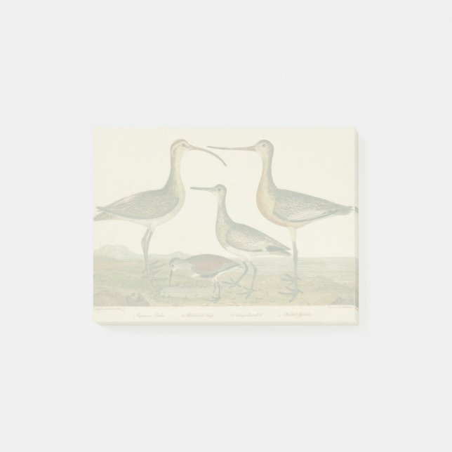 Marsh Bird Curlew Snipe Birding Post-it Block (Framsida)