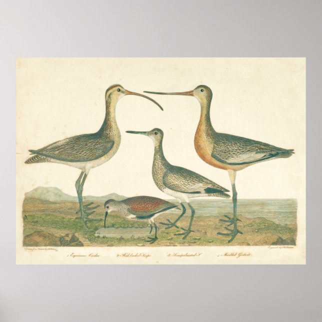 Marsh Bird Curlew Snipe Birding Poster (Framsidan)
