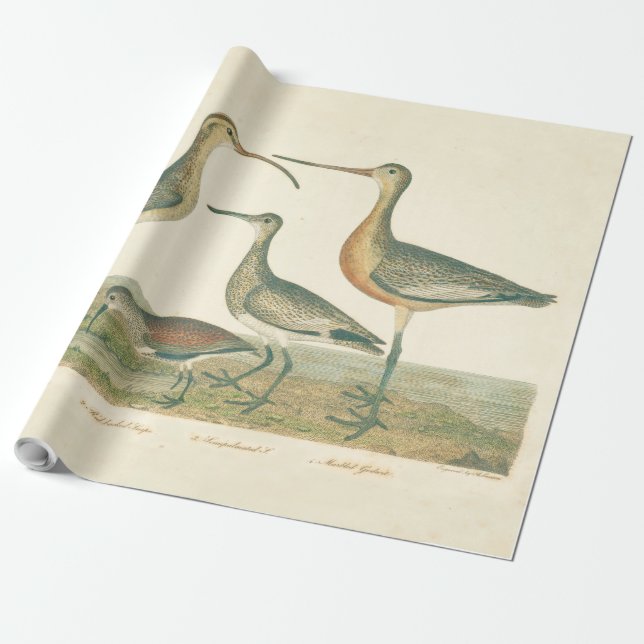 Marsh Bird Curlew Snipe Birding Presentpapper (Utrullad)