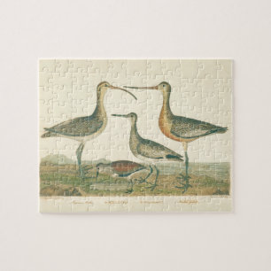 Marsh Bird Curlew Snipe Birding Pussel