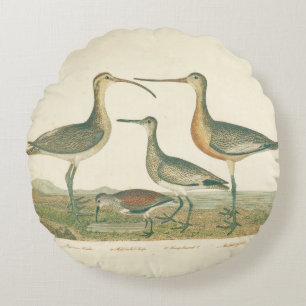 Marsh Bird Curlew Snipe Birding Rund Kudde
