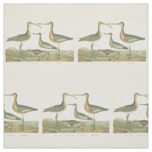 Marsh Bird Curlew Snipe Birding Tyg