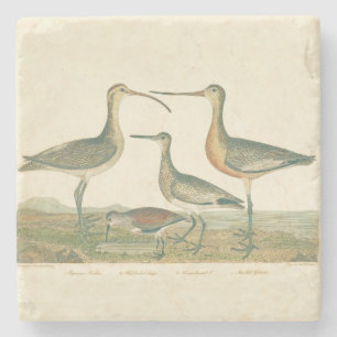 Marsh Bird Curlew Snipe Birding Underlägg Sten