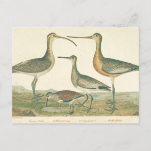 Marsh Bird Curlew Snipe Birding Vykort